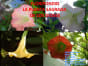 VivanLosFlorypondios