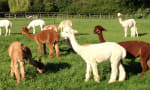 Alpaca Experience (60 mins, 1 Person) – £7 with Code Pennybridge Farm