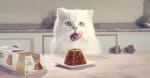 Get Dreamies Cat Treats with Chicken (8 x 60g) for £3.73 at Amazon.