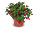Bergthee (Gaultheria) ⌀13cm - ↕20cm voor €2,69 bij de Lidl