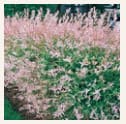 Saule crevette en buisson à 3,59€