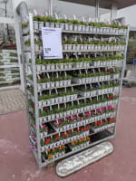 10 perkplantjes voor €1 tijdens de Plantjesmarkt bij de Gamma