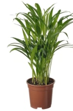 1+1 gratis op een DYPSIS LUTESCENS Goudpalm bij Ikea