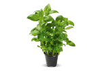 Herbes aromatiques BIO au prix de 1,29€