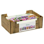 100 Bulbs Fun Mix Collection for £0.50