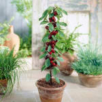 Mini-cerisier Prunus avium Sylvia au prix de 8,22€