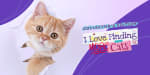 I Love Finding MORE Cats! - Collector's Edition por 1.99€