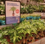 Mini-geldboom gratis voor jouw verjaardag bij Intratuin