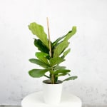 Ficus lyrata Ø17 cm por 19,99€