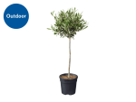 Lidl Olive Tree Plant for £16.99