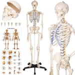 Squelette anatomie au prix de 132,90€