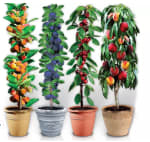Lot de 4 ou 8 arbres fruitiers colonnaires, 80 cm de hauteur à 34,99€