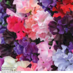 Free Delivery on Everything (Including 69p Seed Packs, Plants, Bulbs & Garden Equipme