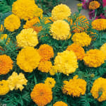 FREE Delivery On Everything - Including 250 x Marigold (African) Crackerjack Flower S