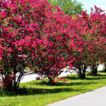 Lilas des Indes rouge à 7,99€