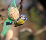 Waardebon voor 10 gratis mezenbollen bij aanmelden nieuwsbrief Huisdiervoordeelshop