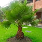 Giant 3ft Mexican Fan Palms – 2 for £8