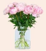 15% korting op alle pioenrozen bij Tulpenonline