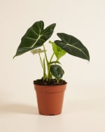 Alocasia Frydek (M) pour 10,99€