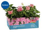 Trailing Geranium - 6 Pack
