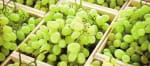 Raisin blanc variété Italia (le kg) pour 1,69€ chez Netto