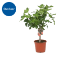 Lidl Fig Tree Plant for £19.99