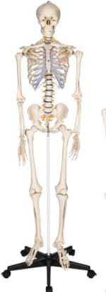 Squelette anatomie à 136,90€