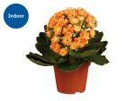 Kalanchoe Plant in 6cm Pot - Height: 10cm to 14cm - Choose from a Variety of Colours