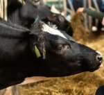 Campina Open Boerderijdagen op 15 en 25 mei