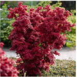 Érable du Japon 'Shaina' Acer palmatum Shaina à 25,45€