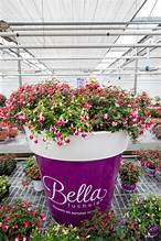 Roots & Bloom Summer Collection Plant Pots £1.89 at Aldi