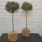 Pair of Premium Quality Standard Olive Trees (circa 100–120cm) – Olea europea – £29.9
