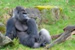 Entreeticket Apenheul voor €19,50