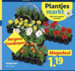 Plantjes markt bij de Lidl