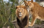 ARTIS-Park tickets voor €23,50