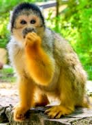 Ticket Apenheul tijdens Openingsweekend 20 t/m 22 mrt voor €19,50 via Social Deal