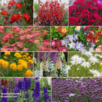 60 Plug Plants (6 of Each Variety) – £9.99 (With Code) Suttons