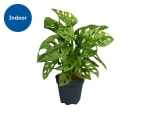 Monstera 'Monkey Leaf' in 12cm Pot - Height: 29cm to 35cm