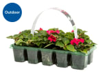 British Bedding Plants Pack of 10 for £1.99 Lidl