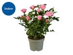 Mini Rose Plant - £2.99