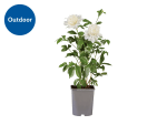 Potted White Peony Plant £9.99 Lidl Garden Deal