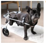 Chariot pour chien handicapé pattes arrières Zolia Orthopedic à 79,99€