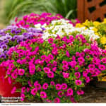 £10 Off A £20 Spend across entire range of plants, bulbs, seeds and gardening equipm