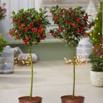 Pair of Festive Holly Trees with Berries – £19.99