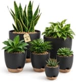 6 pots de Plantes d'Intérieur Bamworld à 24,99€