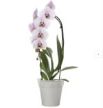 Orquídea MADAGASCAR translúcido 15x15x14,2cm a solo 0.89€