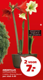2 Amaryllis bollen met twee stelen voor €7 bij Ranzijn