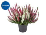 Tricolour Heather for £2.99 at Lidl