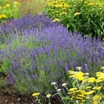 Free English Lavender Hidcote Plug Plants (Pay Postage Only