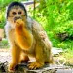 Dagentree voor Apenheul voor €18,50 via Social Deal